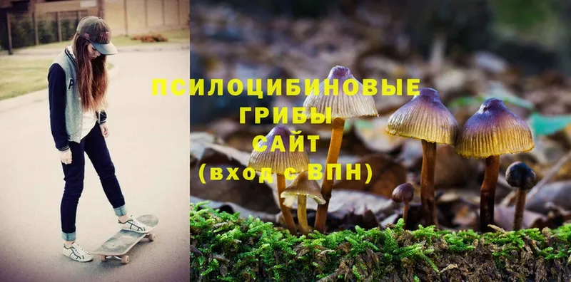 Галлюциногенные грибы Psilocybine cubensis  мега ссылка  Богородск  купить наркотик 